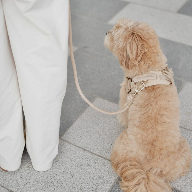 Rover Harness ベージュ