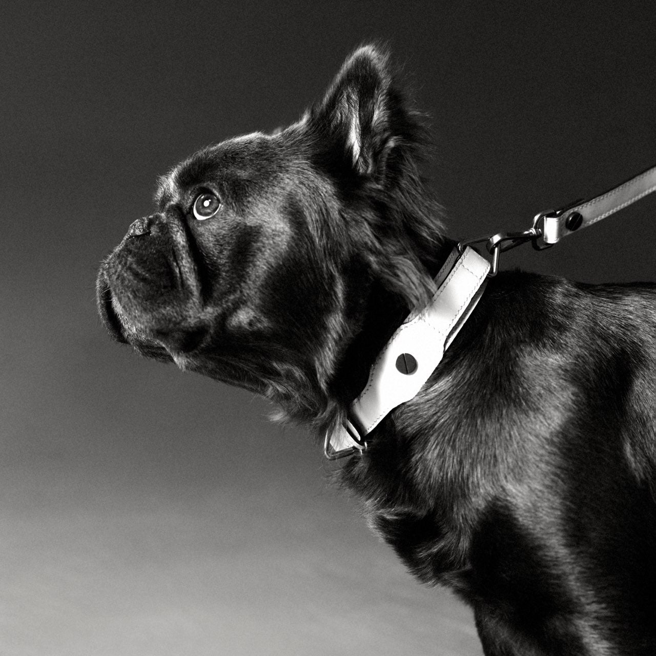 CLASSIQUE COLLAR シナモン