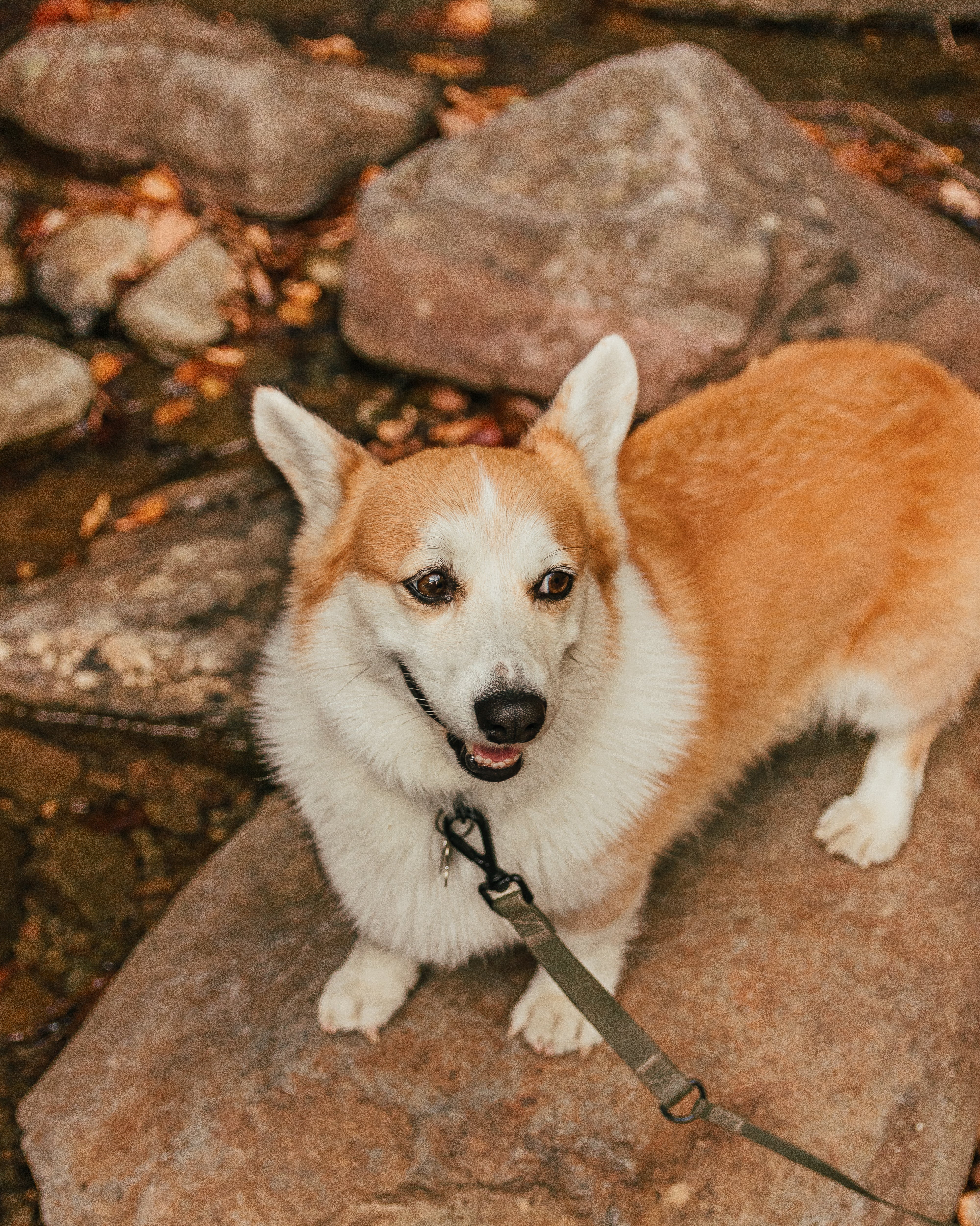 NOMAD X 超軽量ロングリーシュ PINE（オートロック式カラビナタイプ）