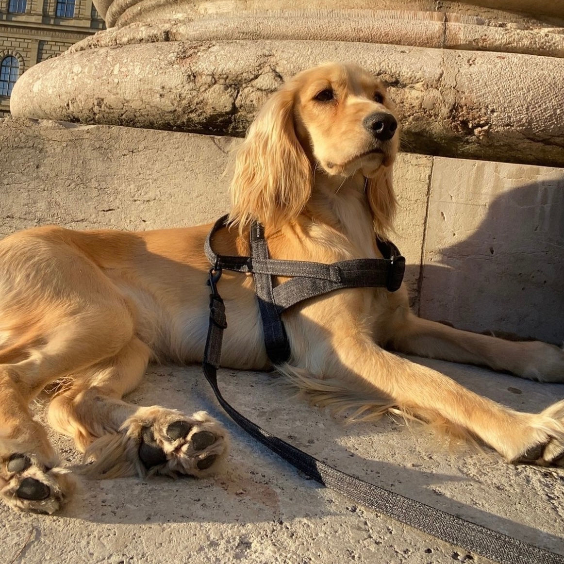 SOFT ROCK CITY LEASH グレー