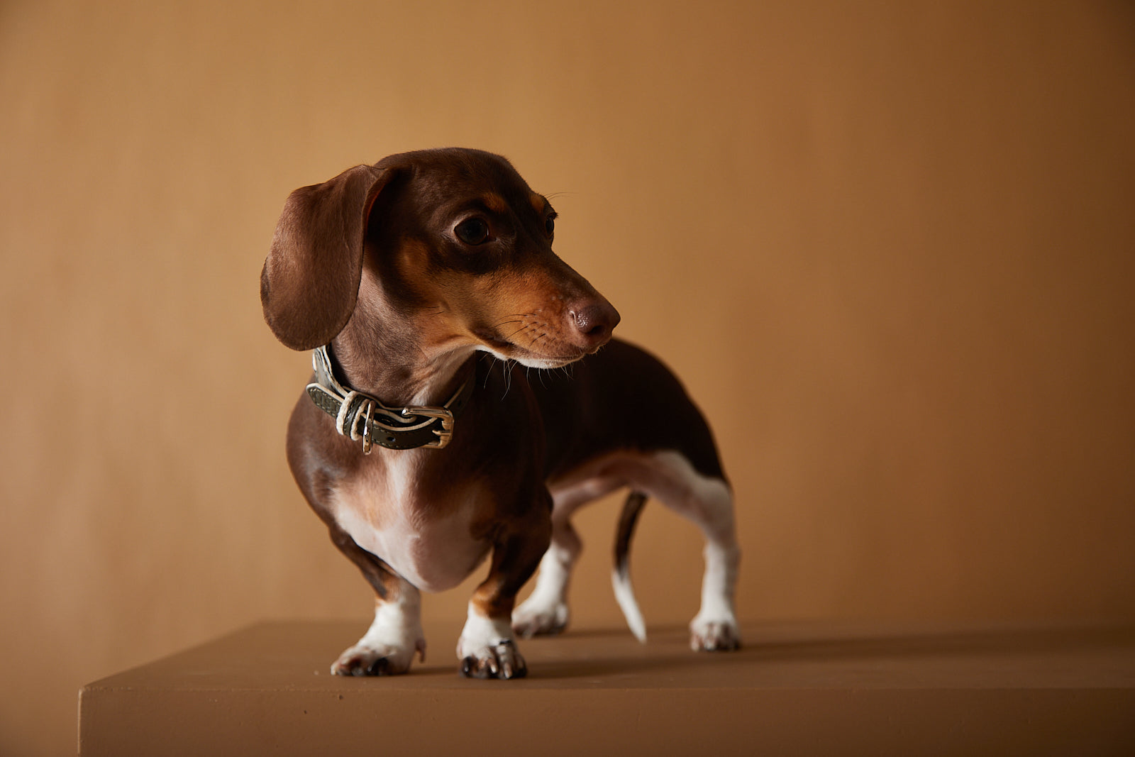 ÉTOILE Leather Collar&Leash Set