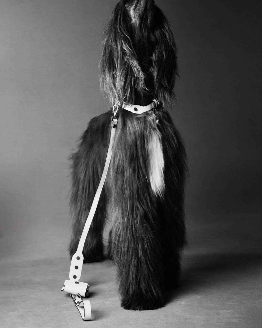 CLASSIQUE COLLAR ホワイト