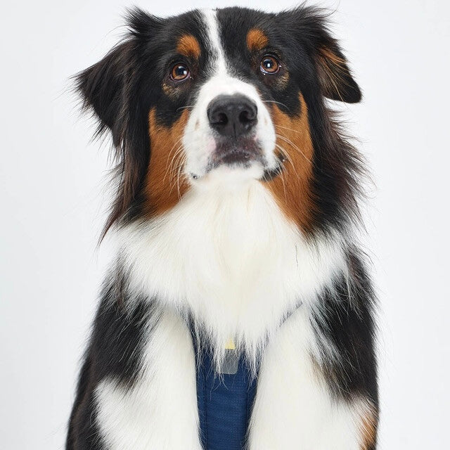 TREKTAIL Harness ネイビー