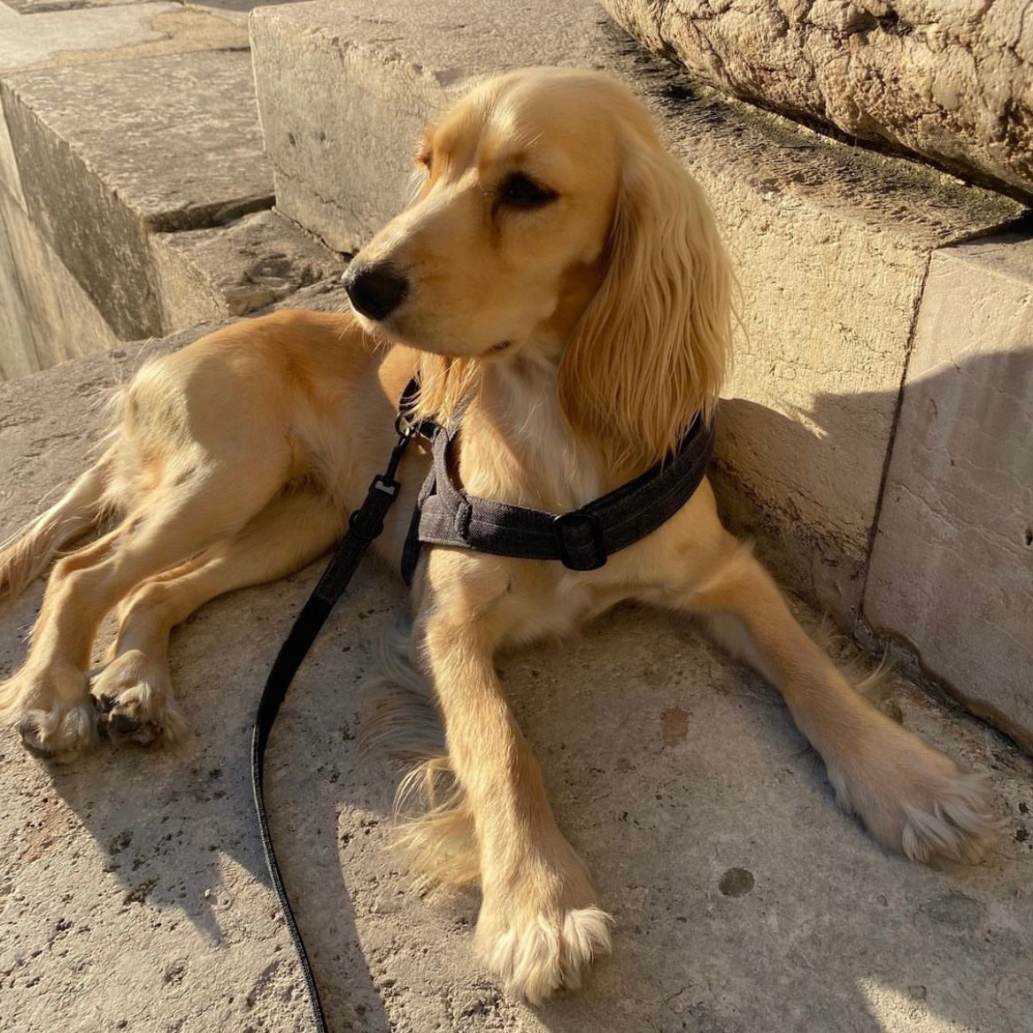 SOFT ROCK HARNESS グレー