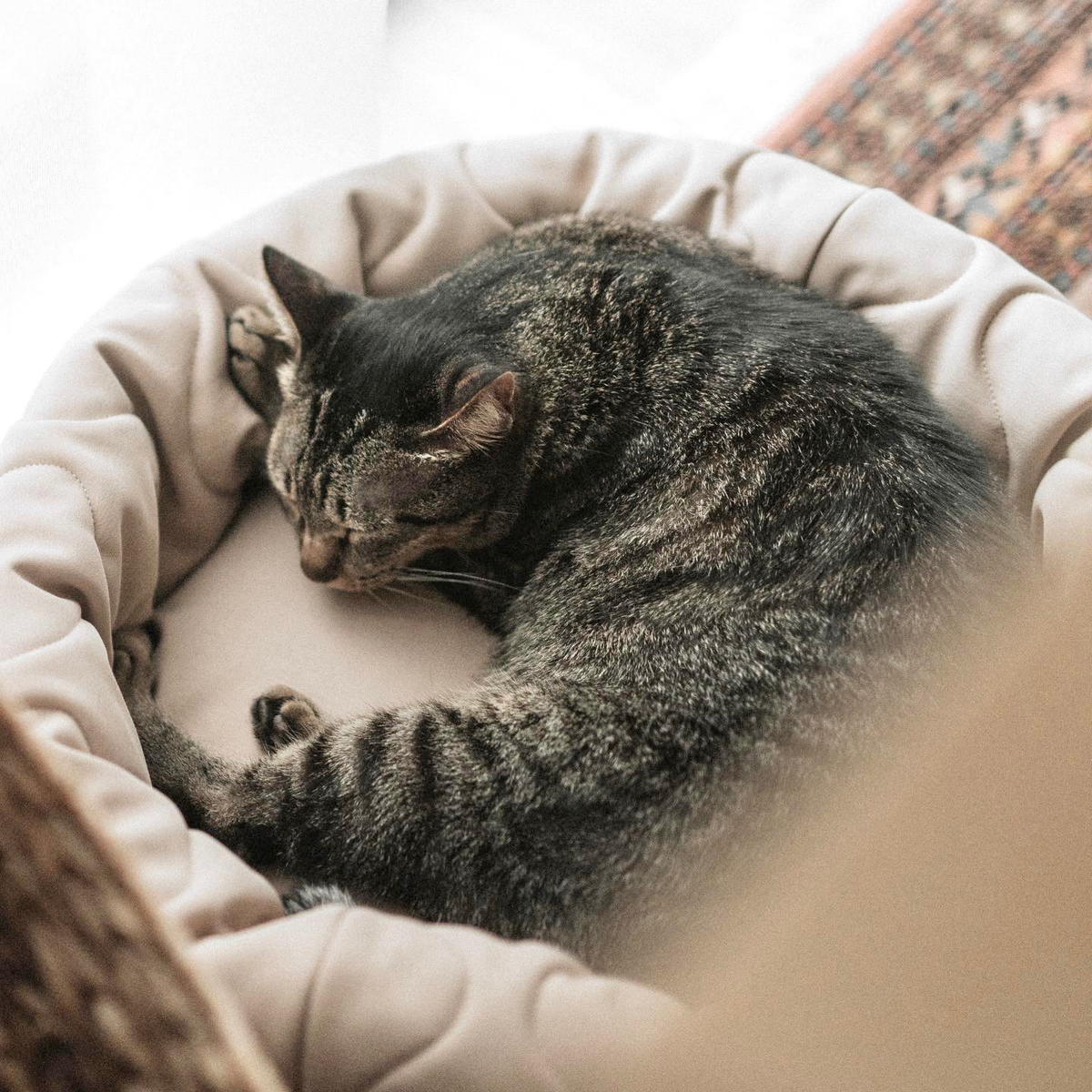 TAARTドーナツベッド CAMEL