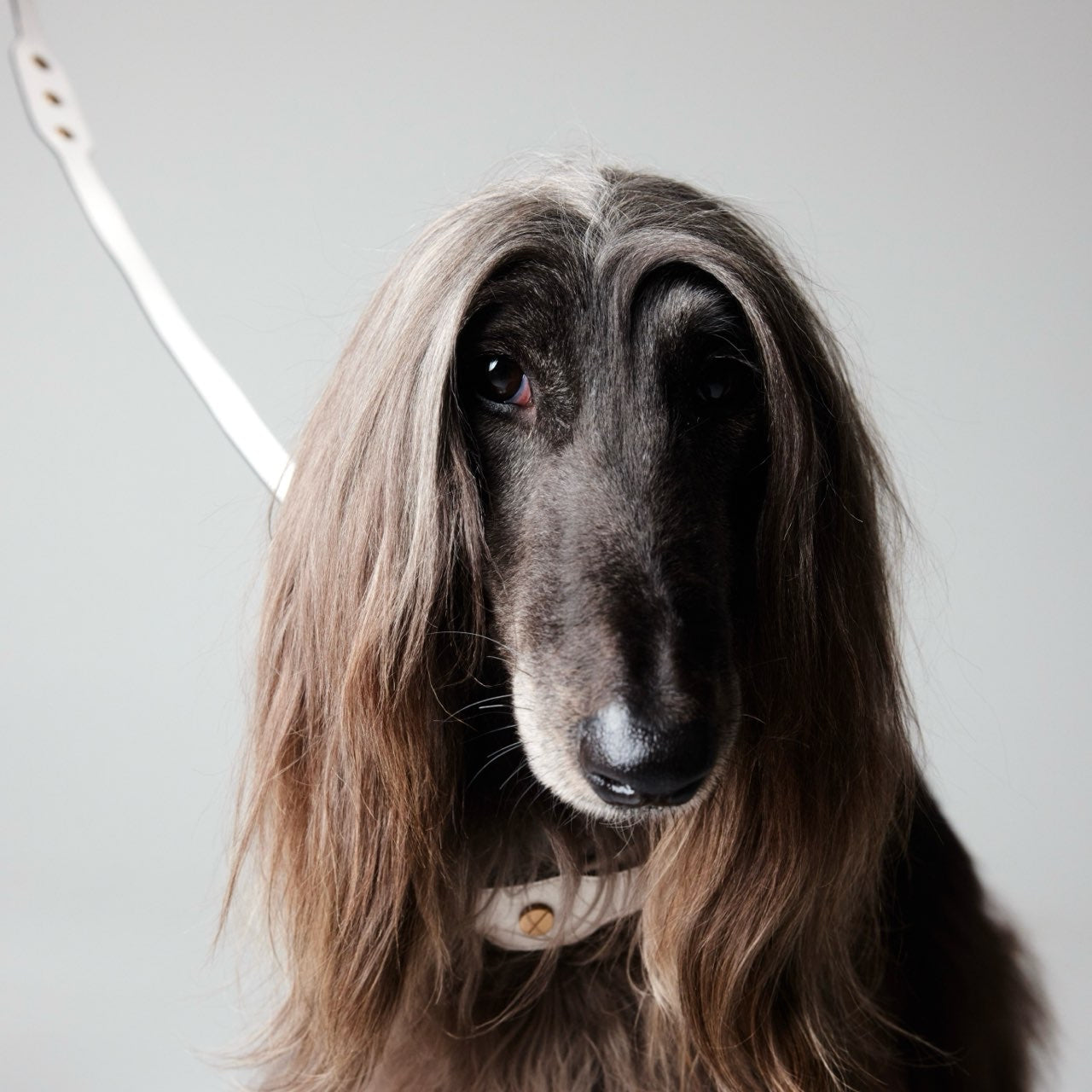 CLASSIQUE COLLAR シナモン