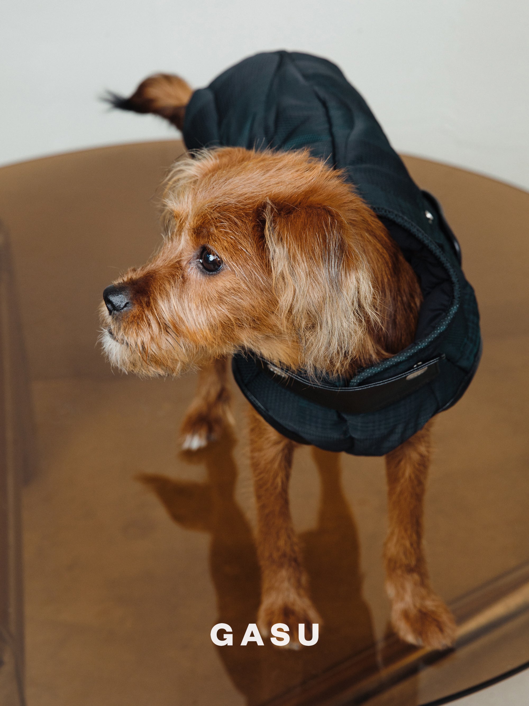 【全犬種対応】 Promener ３M™️シンサレート 静電気防止サーマルキルティングベスト