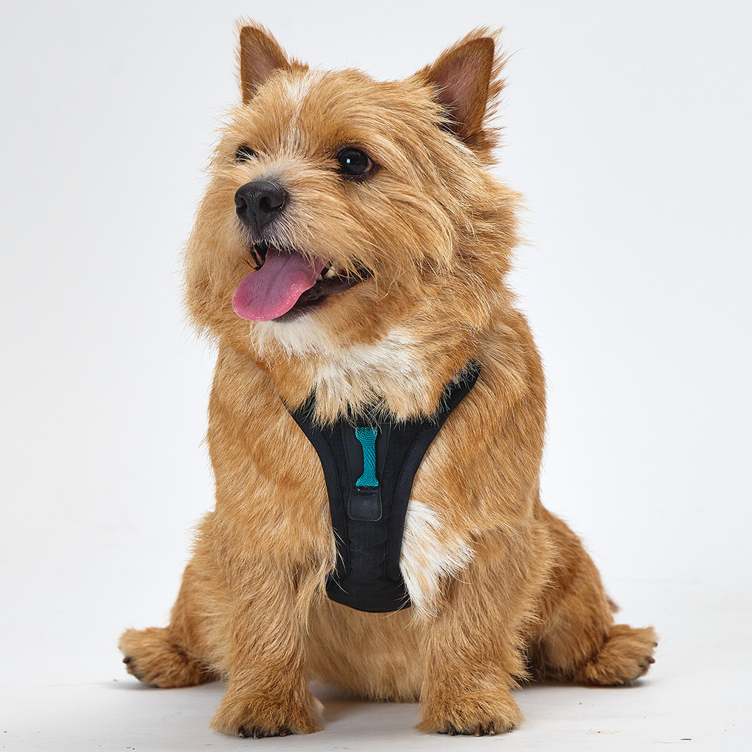 TREKTAIL Harness ブラック