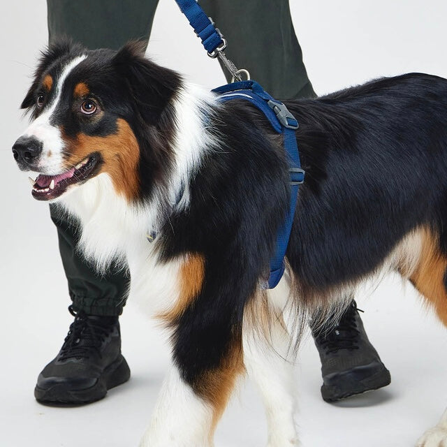 TREKTAIL Harness ネイビー
