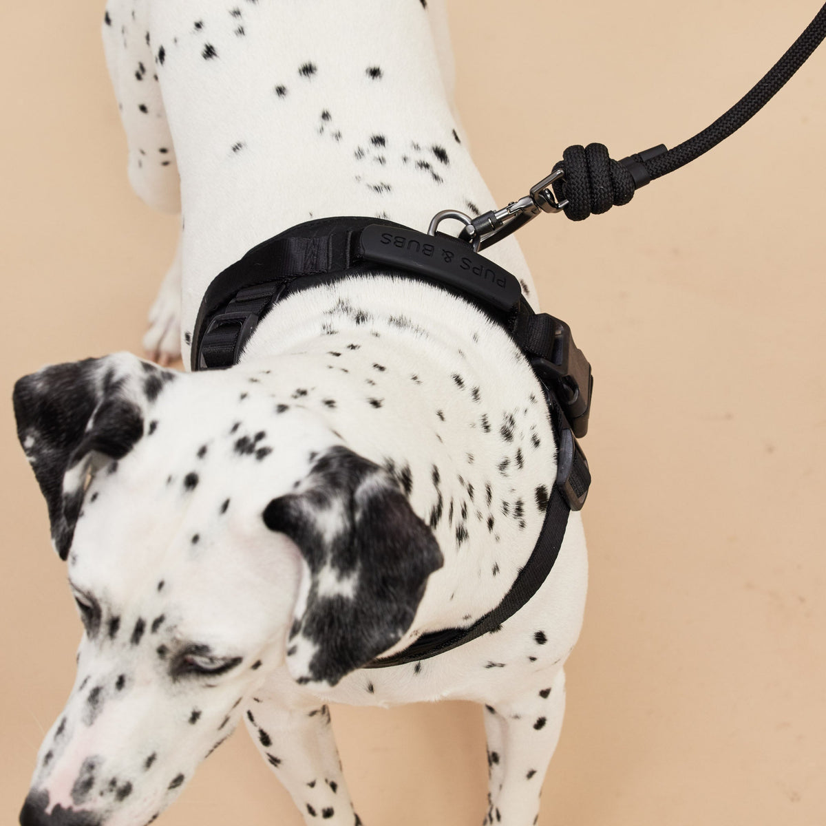 Ray Dog Kyoto　ペットグッズ　首輪　犬 高品質でおしゃれなペット用品｜Ray Dog Kyoto