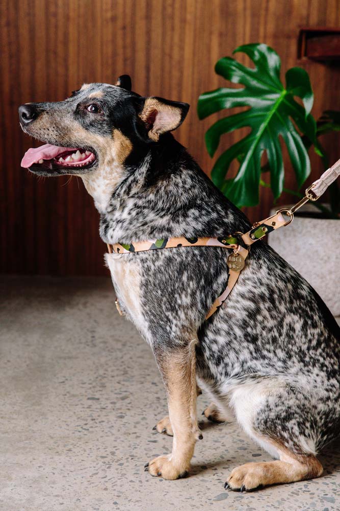 ANIMAL DOG HARNESS EVER GREEN Lサイズ