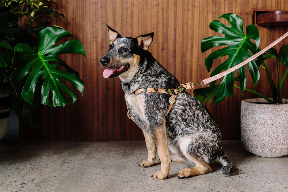 ANIMAL DOG HARNESS EVER GREEN Lサイズ