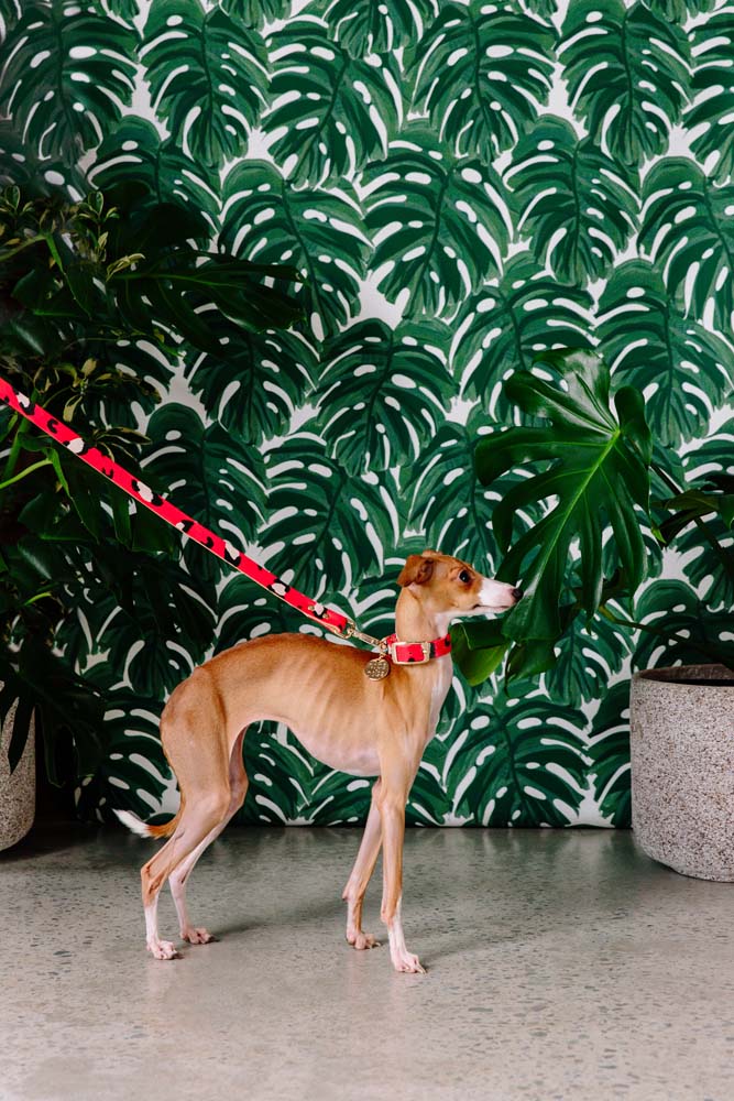 ANIMAL DOG LEASH RED