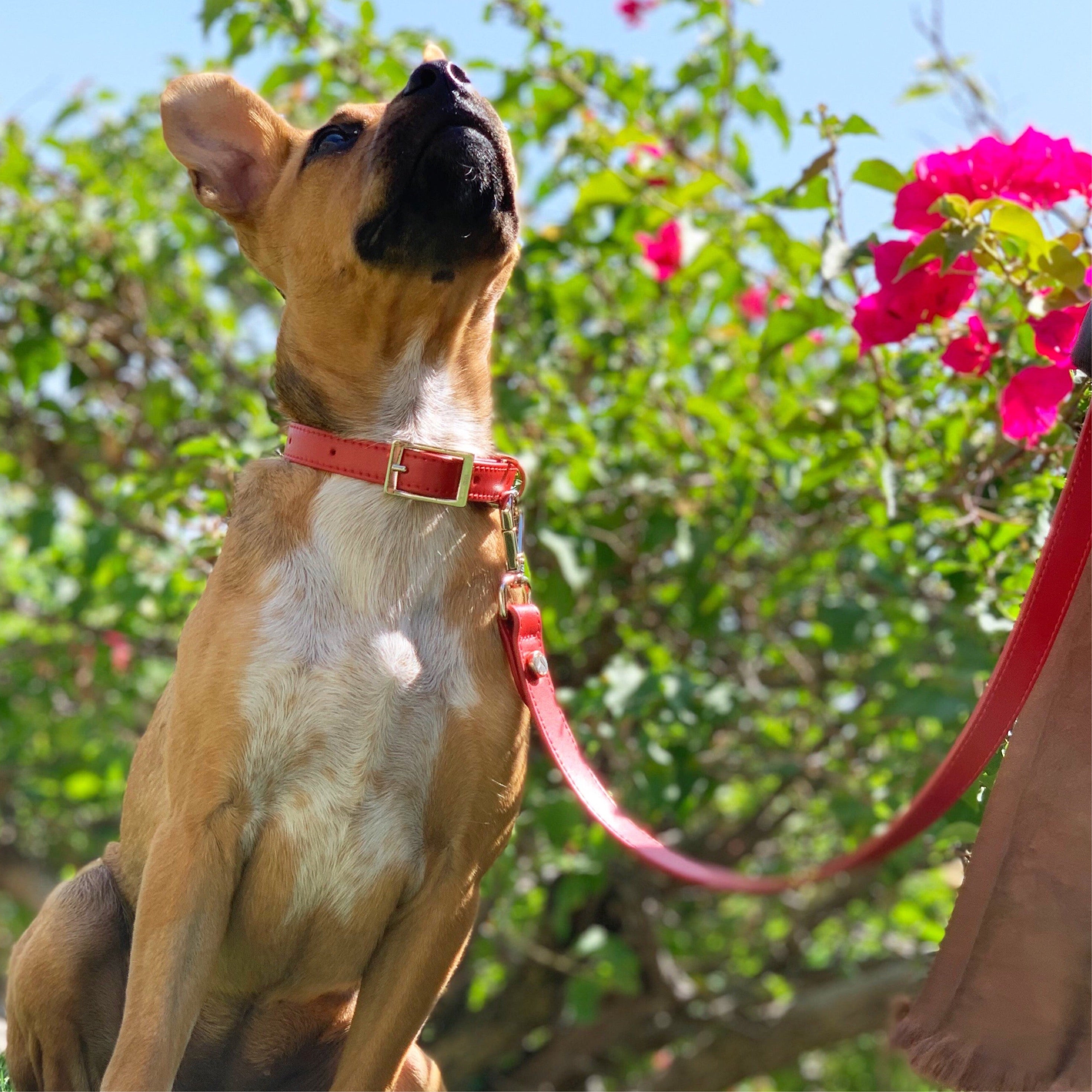 SHAYA テイラーカラー ルビー