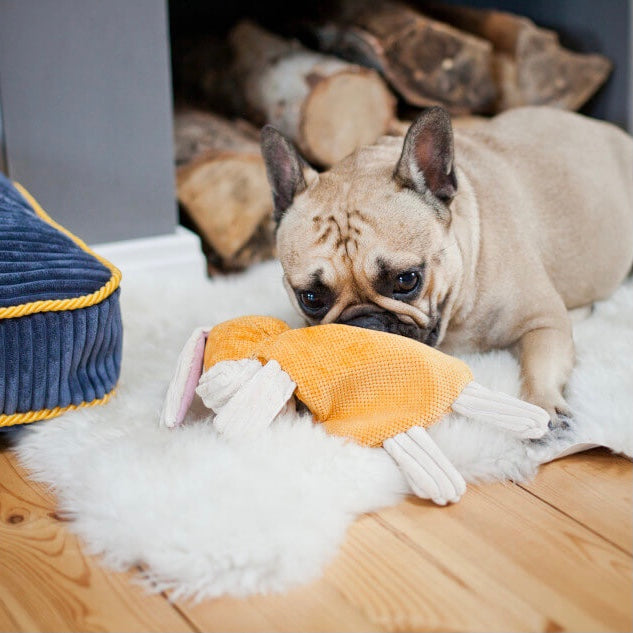 Dog Toy BAX