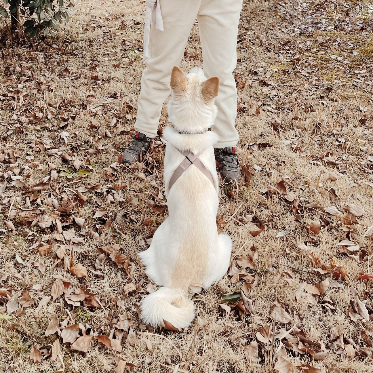 OTTO DOG HARNESS DUNES