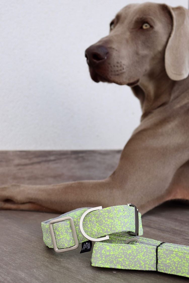 TOKU FLUOR DOG COLLAR