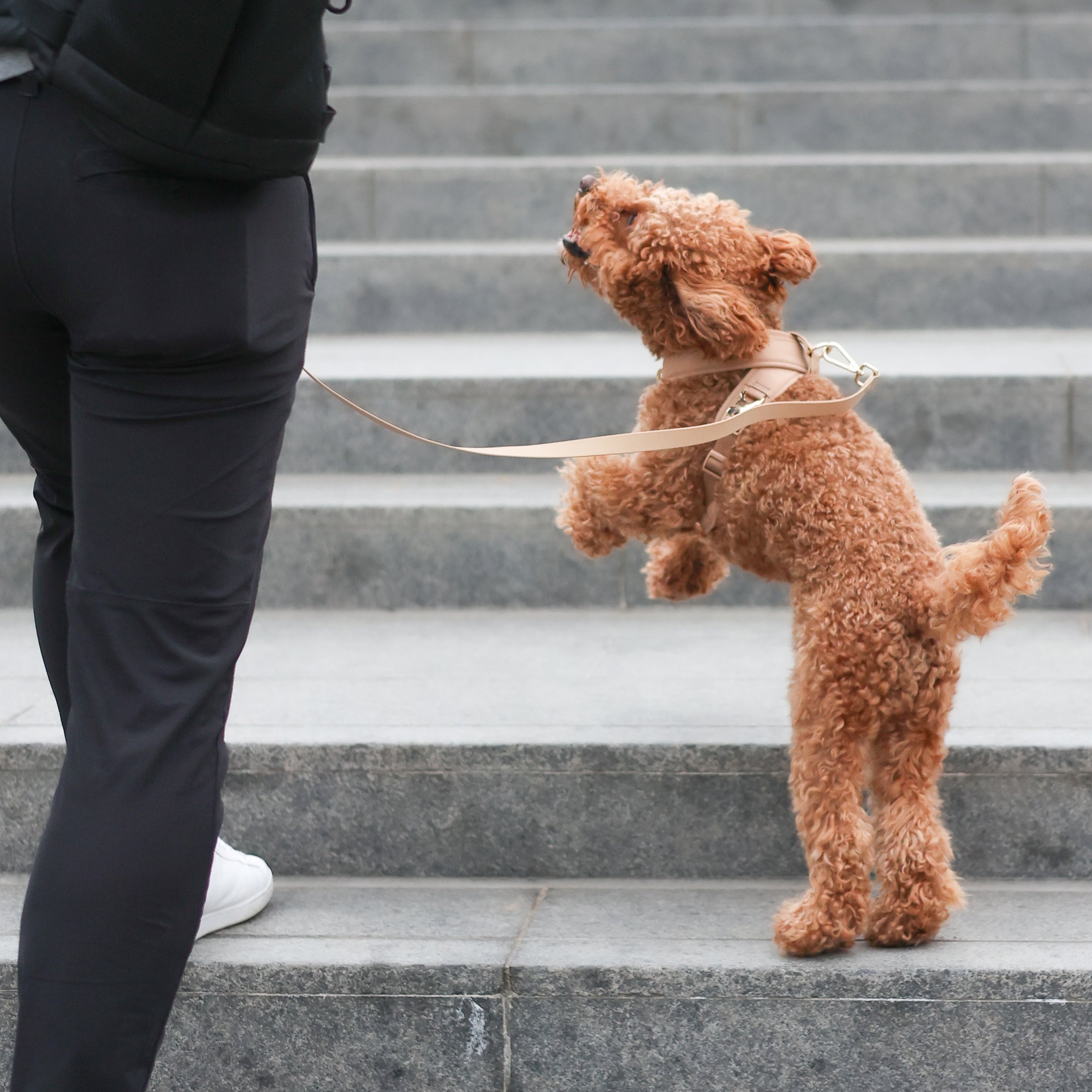 Roam Luxe Harness ベージュ