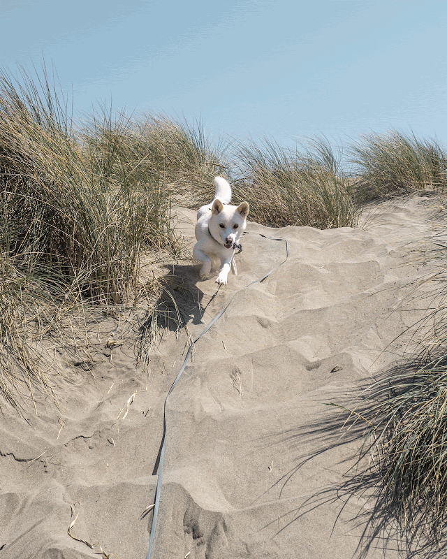 NOMAD 超軽量ロングリーシュ MOON（在庫限り）