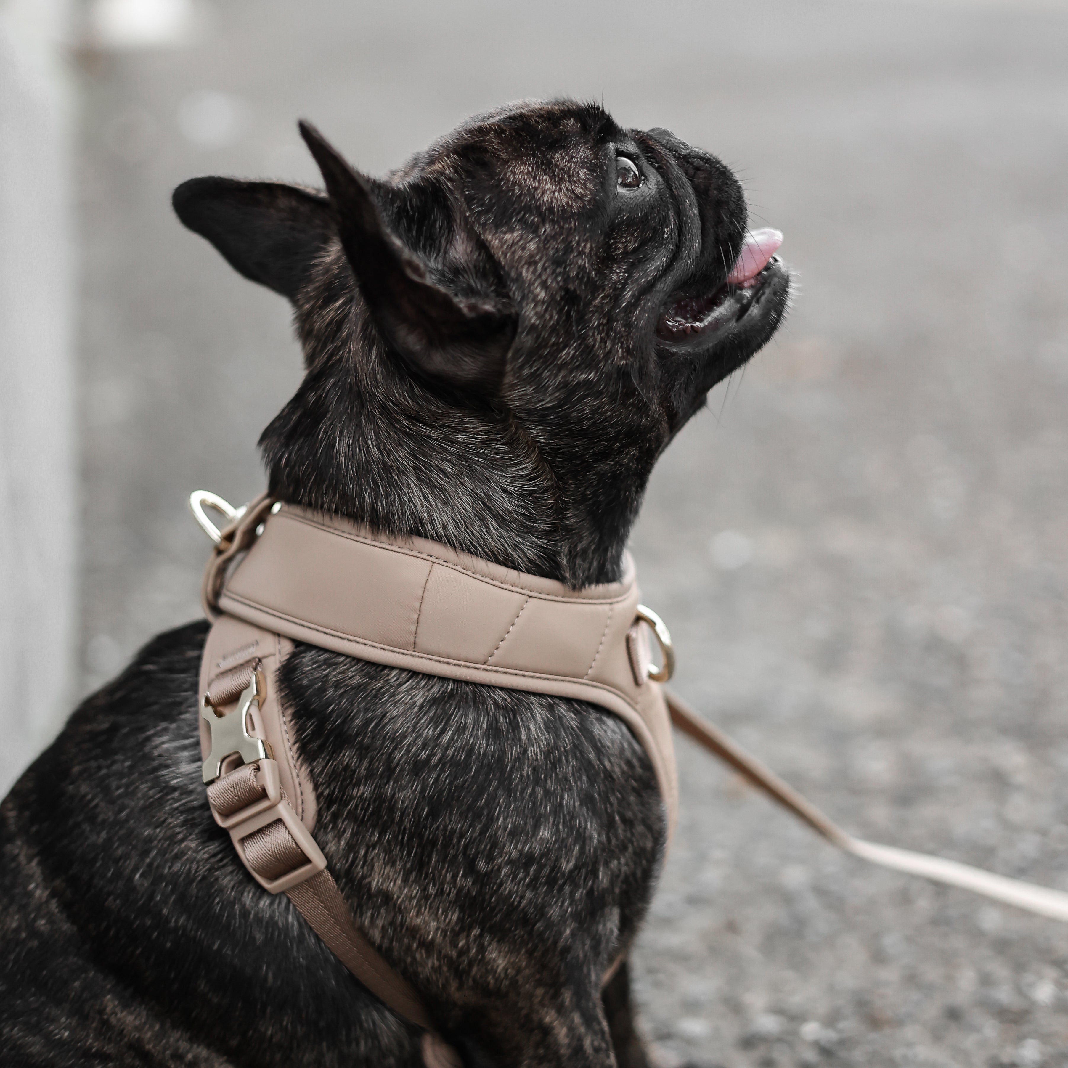 Roam Luxe Harness ベージュ