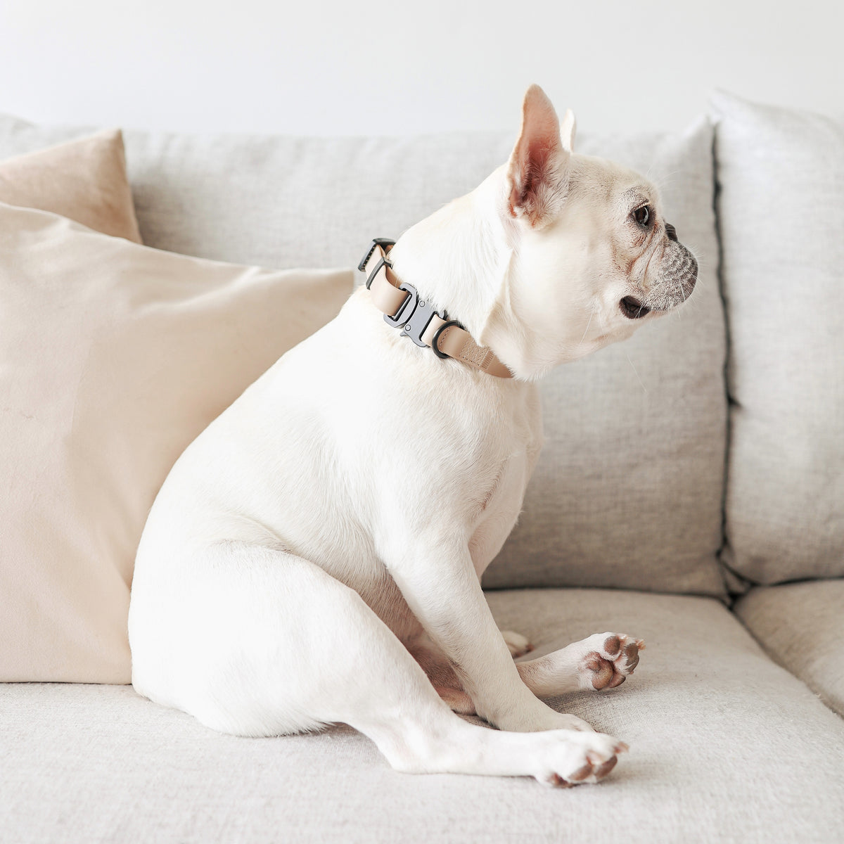 AVA QUICK-RELEASE METAL BUCKLE COLLAR MOON