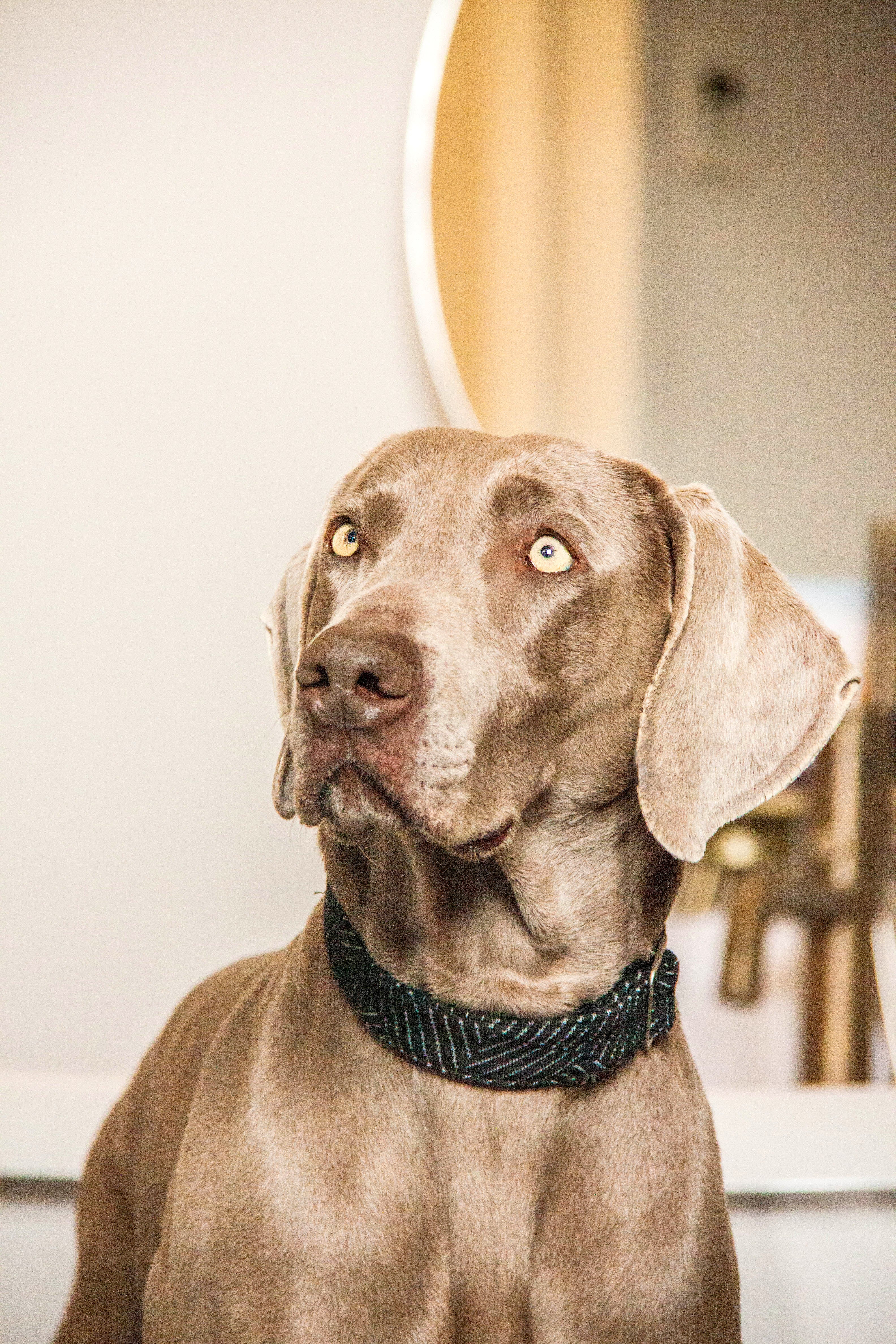 YOSHI NOIR DOG COLLAR