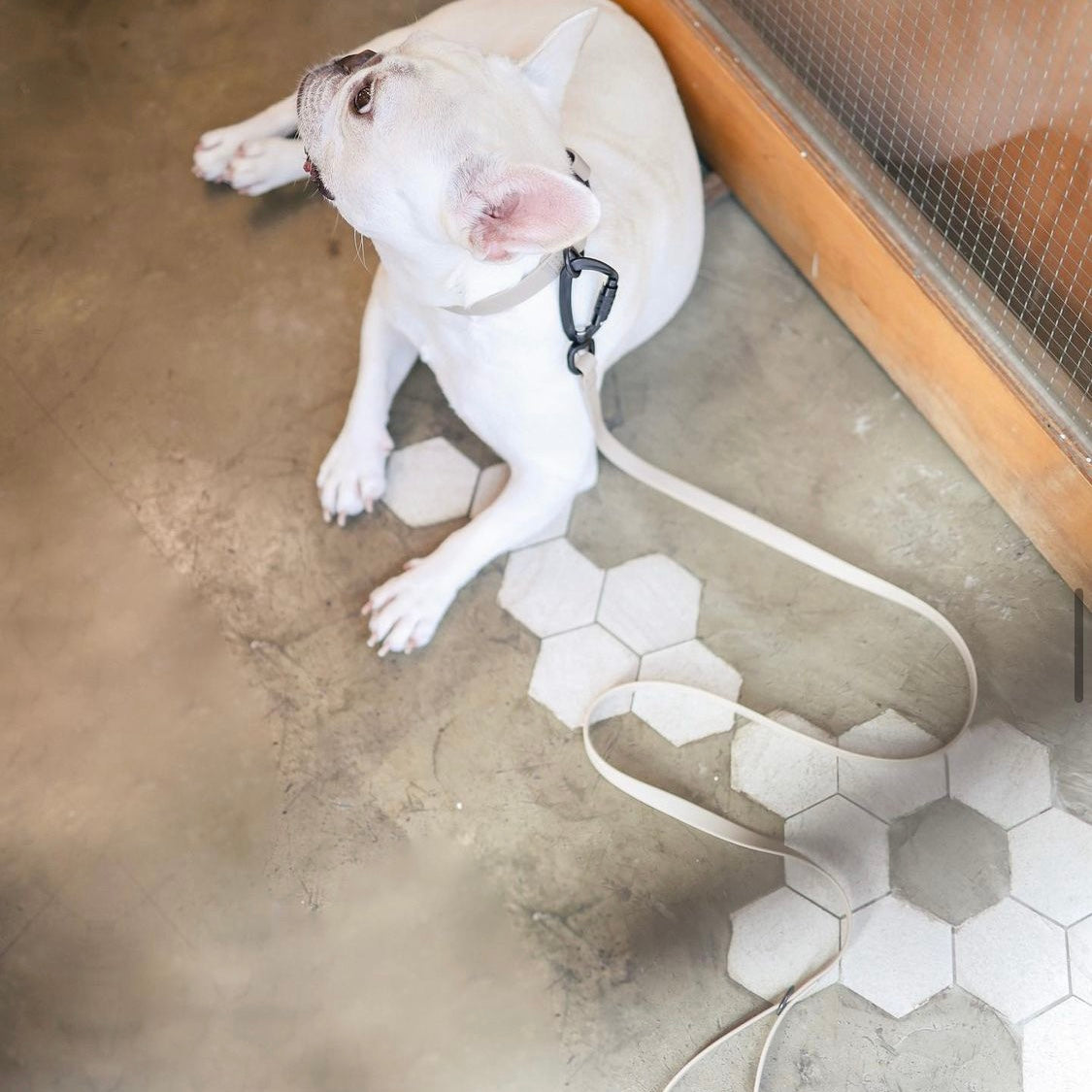 APEX Ultralight＋Skinny Leash TIDE