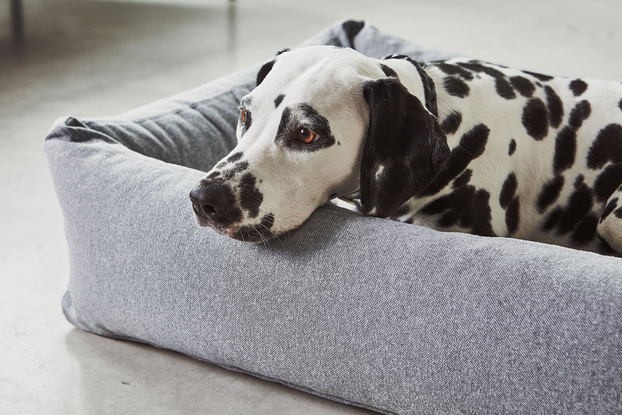 MiaCara ステラボックスドッグベッド スレート SMサイズ