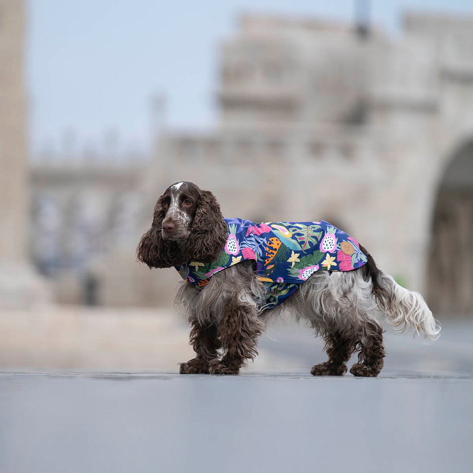 City Breeze dog raincoat™️ ドッグレインコート トロピカーナ