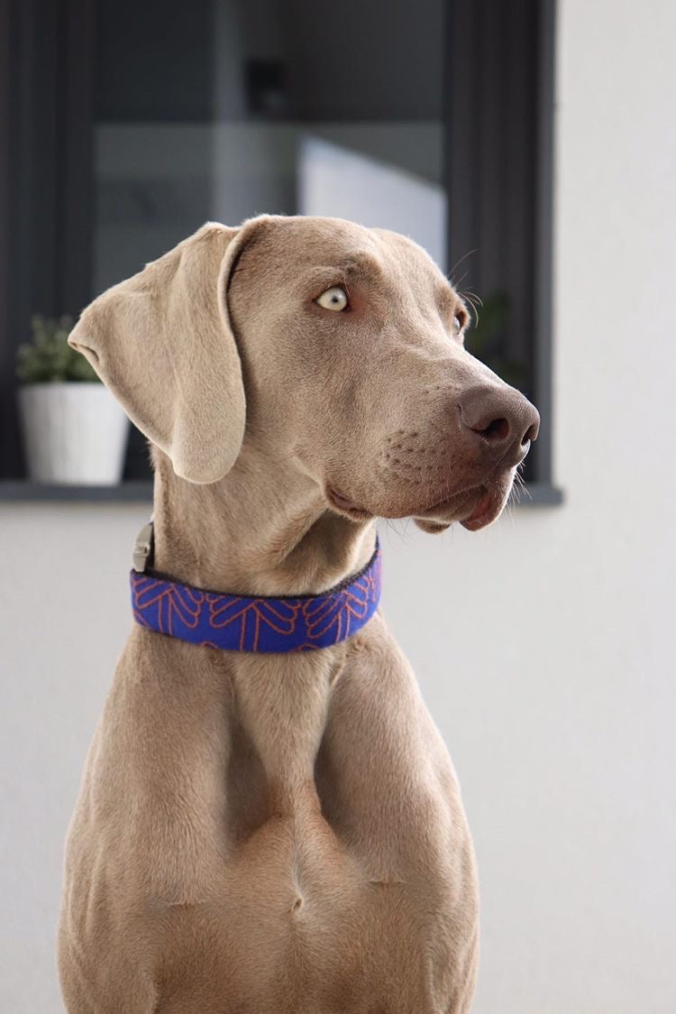 LOLA KLEIN DOG COLLAR