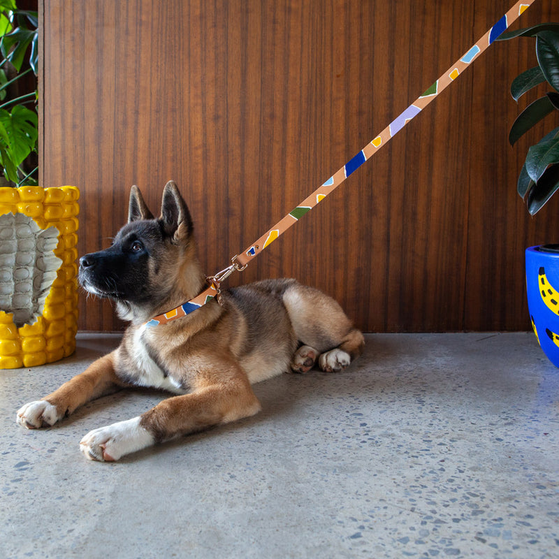 ROCK CANDY DOG COLLAR