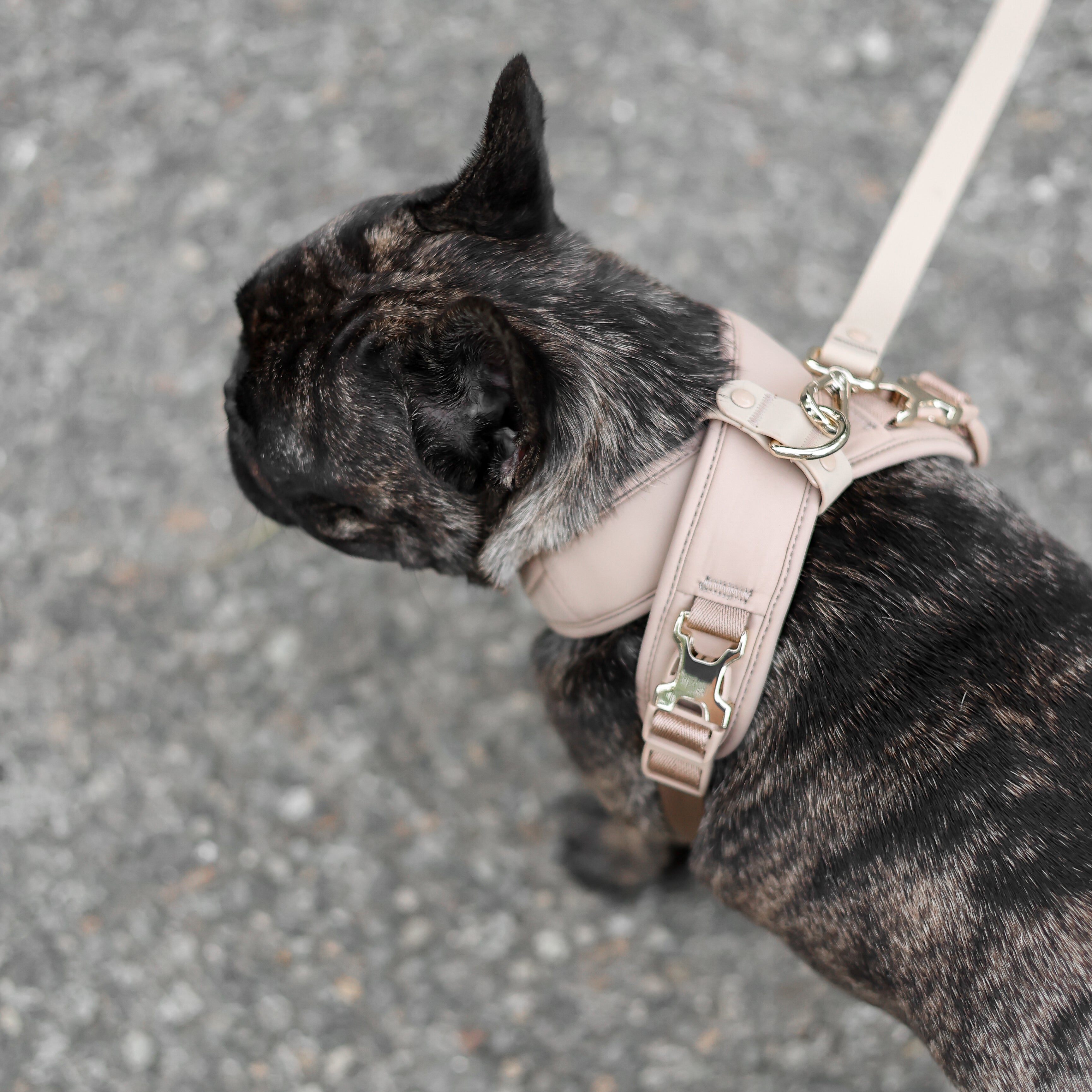 Roam Luxe Harness ベージュ