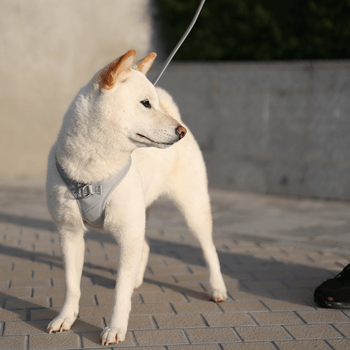 Roam Luxe Harness ライトグレー