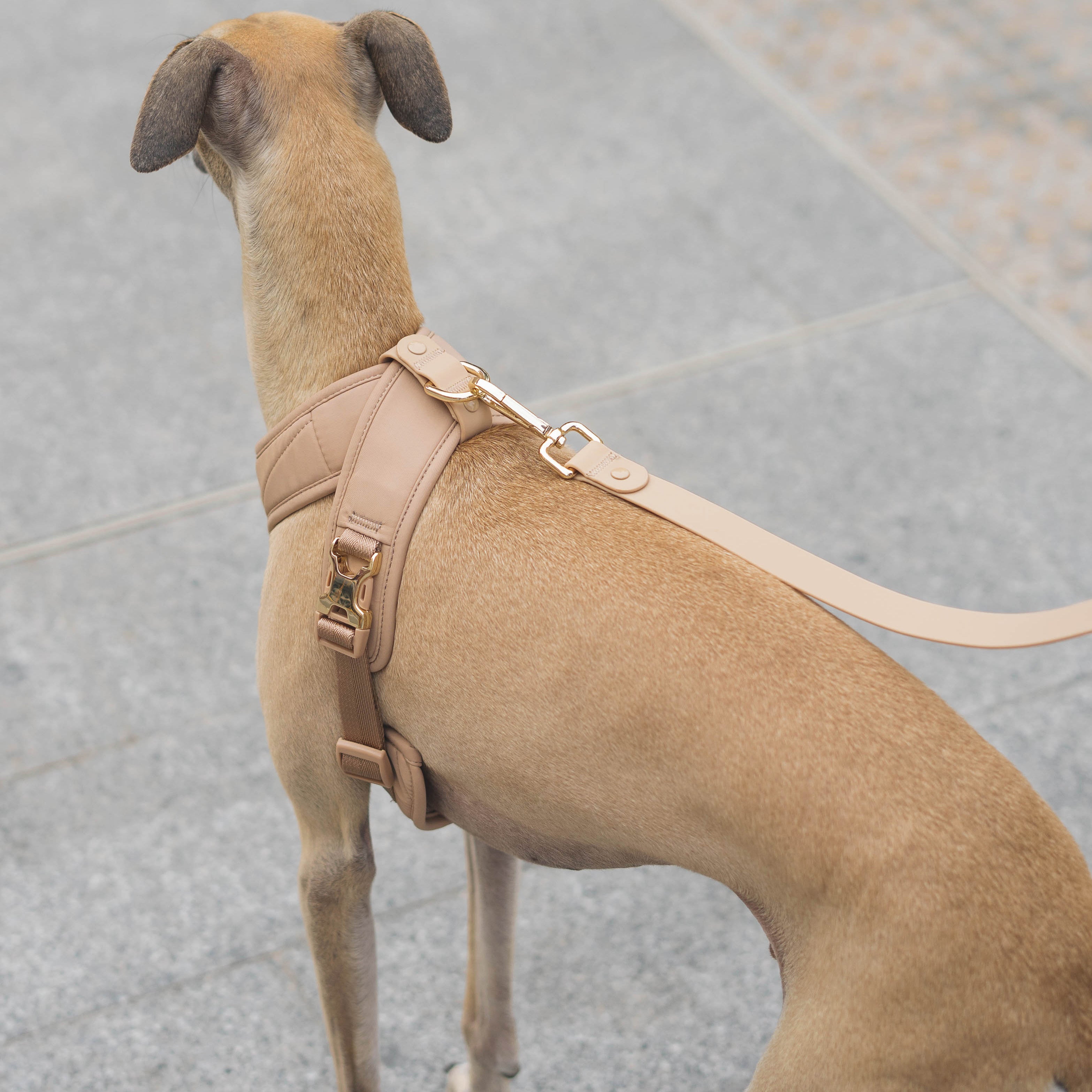 Roam Luxe Harness ベージュ