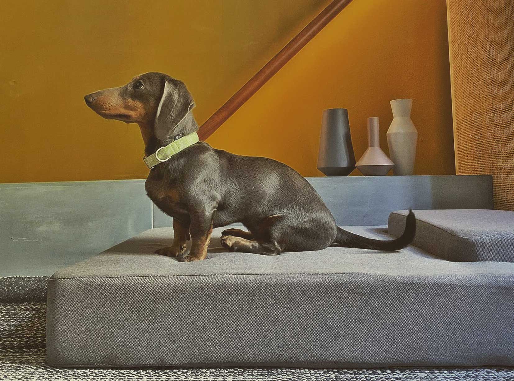 TOKU FLUOR DOG COLLAR