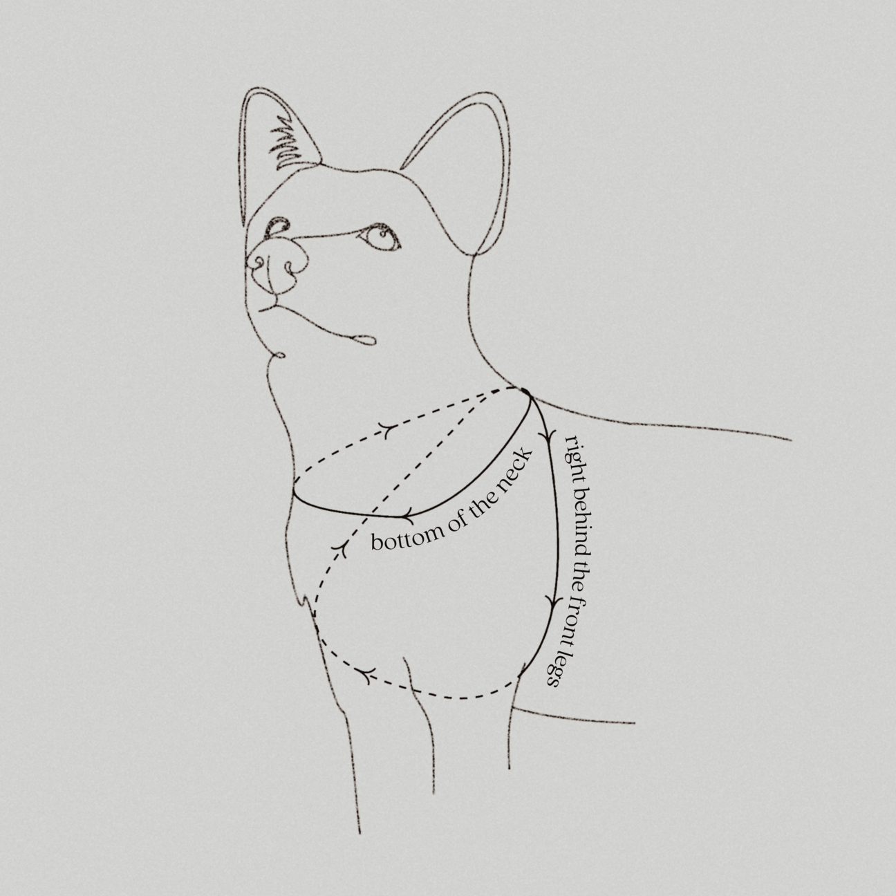 OTTO DOG HARNESS DUNES