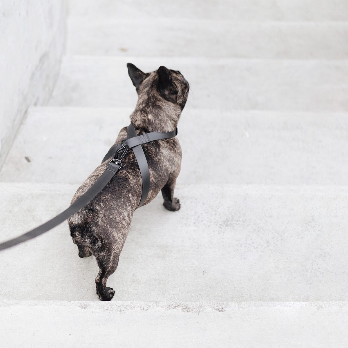 OTTO DOG HARNESS