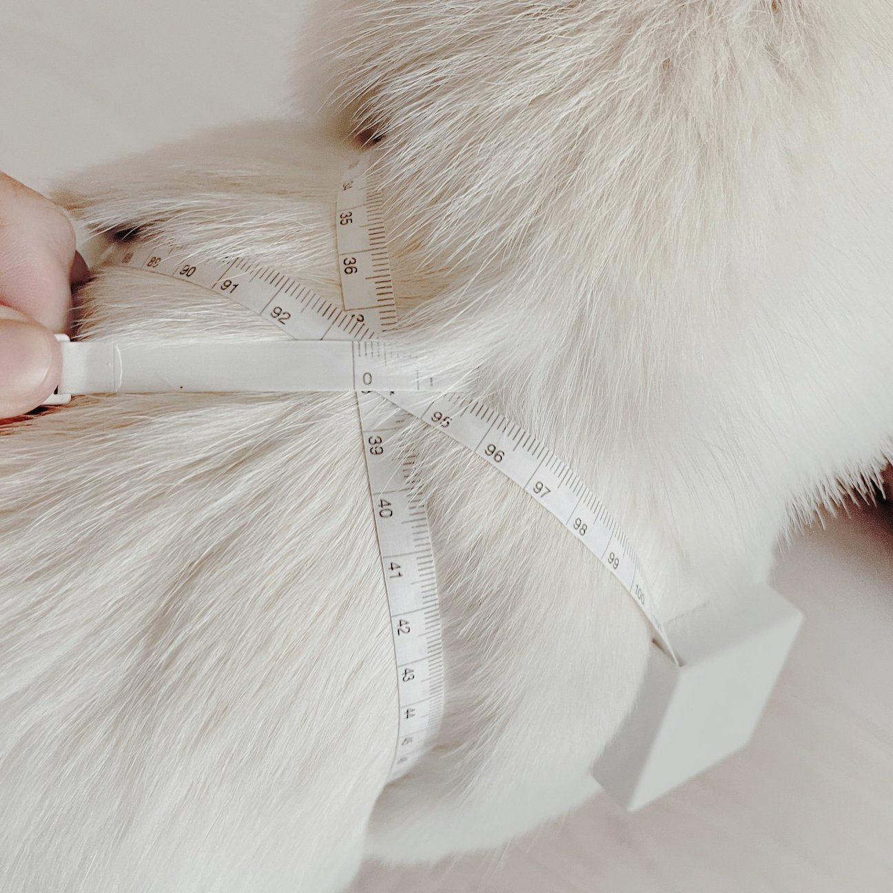 OTTO DOG HARNESS TIDE