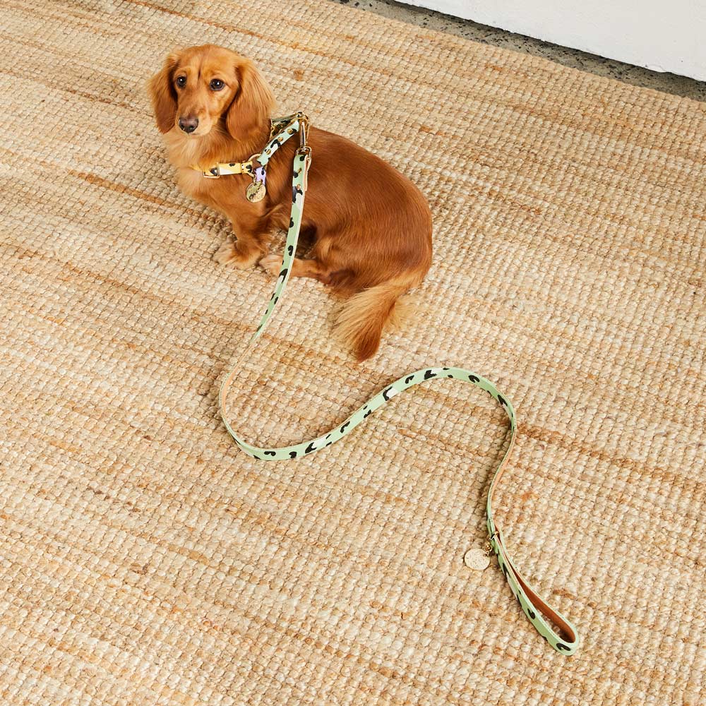 ANIMAL DOG HARNESS SORBET XSサイズ