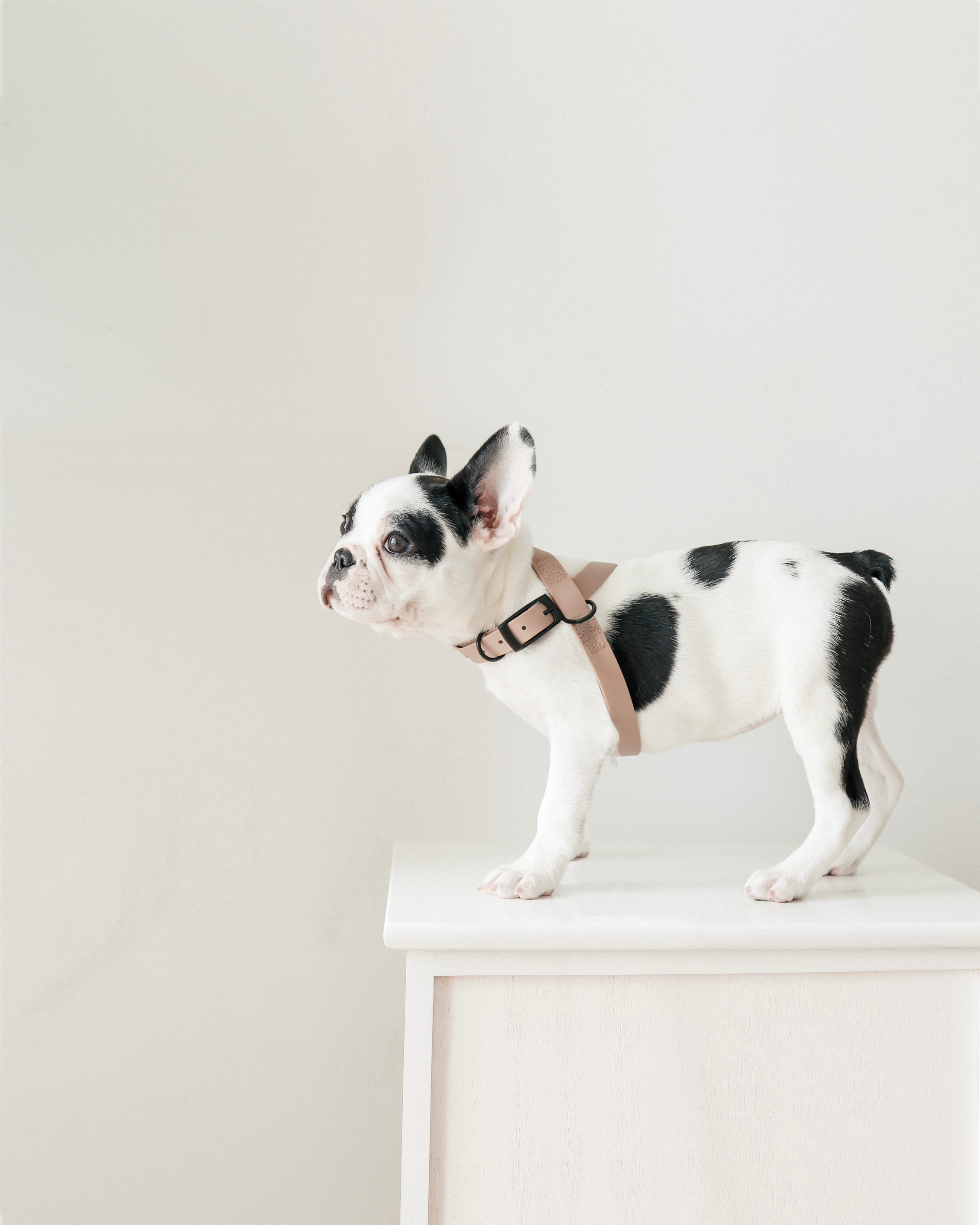 OTTO DOG HARNESS TIDE