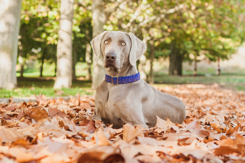 LOLA KLEIN DOG COLLAR