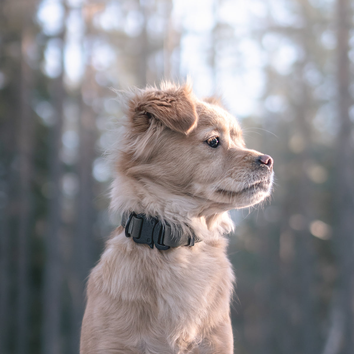 AVA QUICK-RELEASE METAL BUCKLE COLLAR