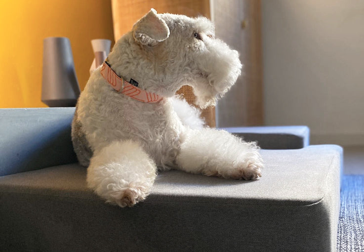 LOLA CORAL DOG COLLAR