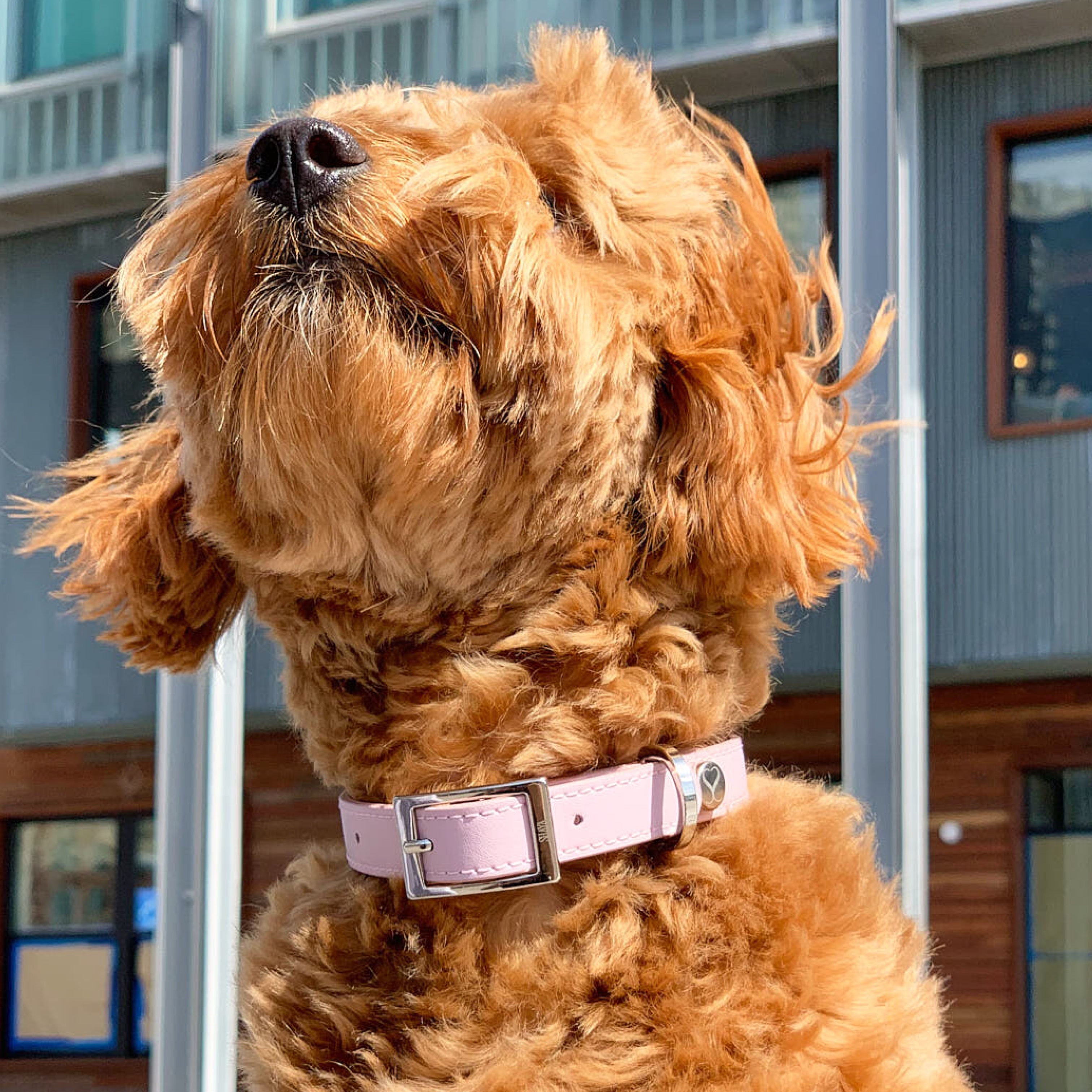 SHAYA テイラーカラー ブラッシュピンク