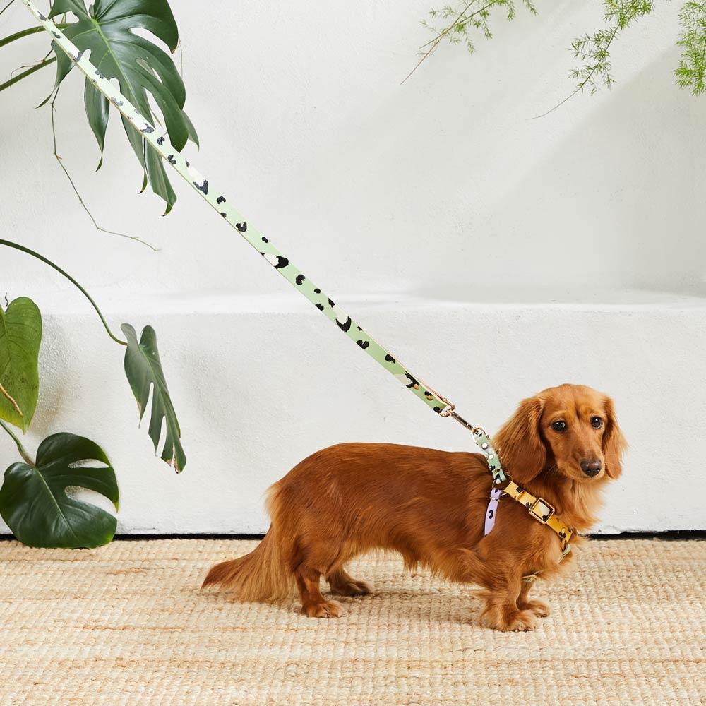 ANIMAL DOG HARNESS SORBET XSサイズ