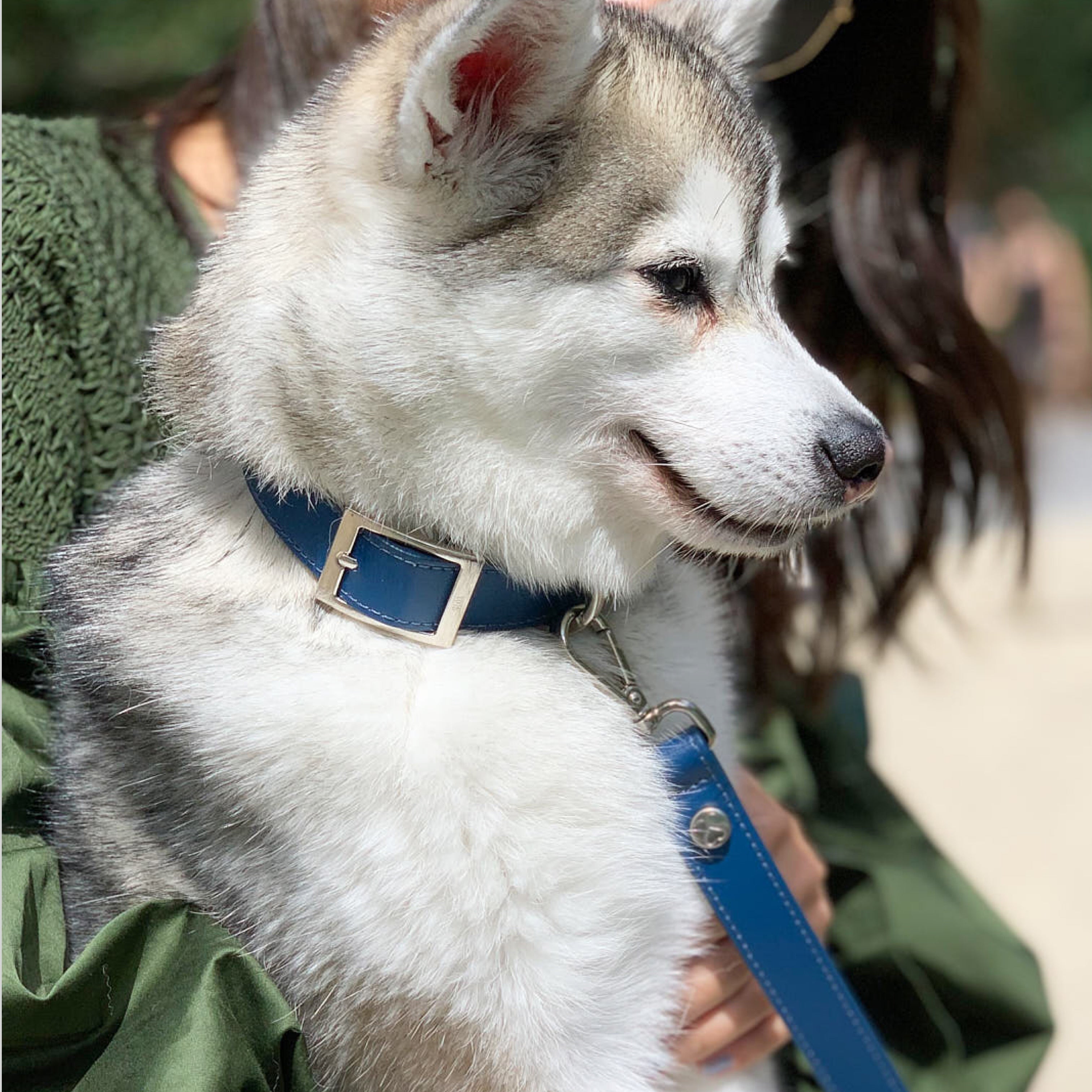 SHAYA テイラーカラー コバルト