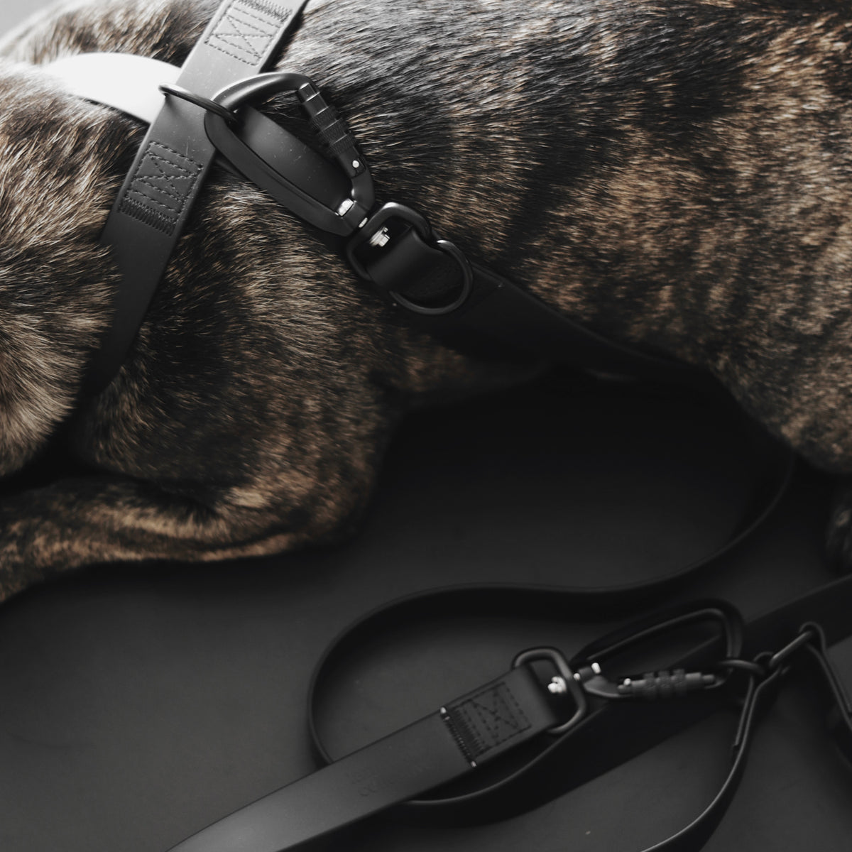 MELLEM X LEASH