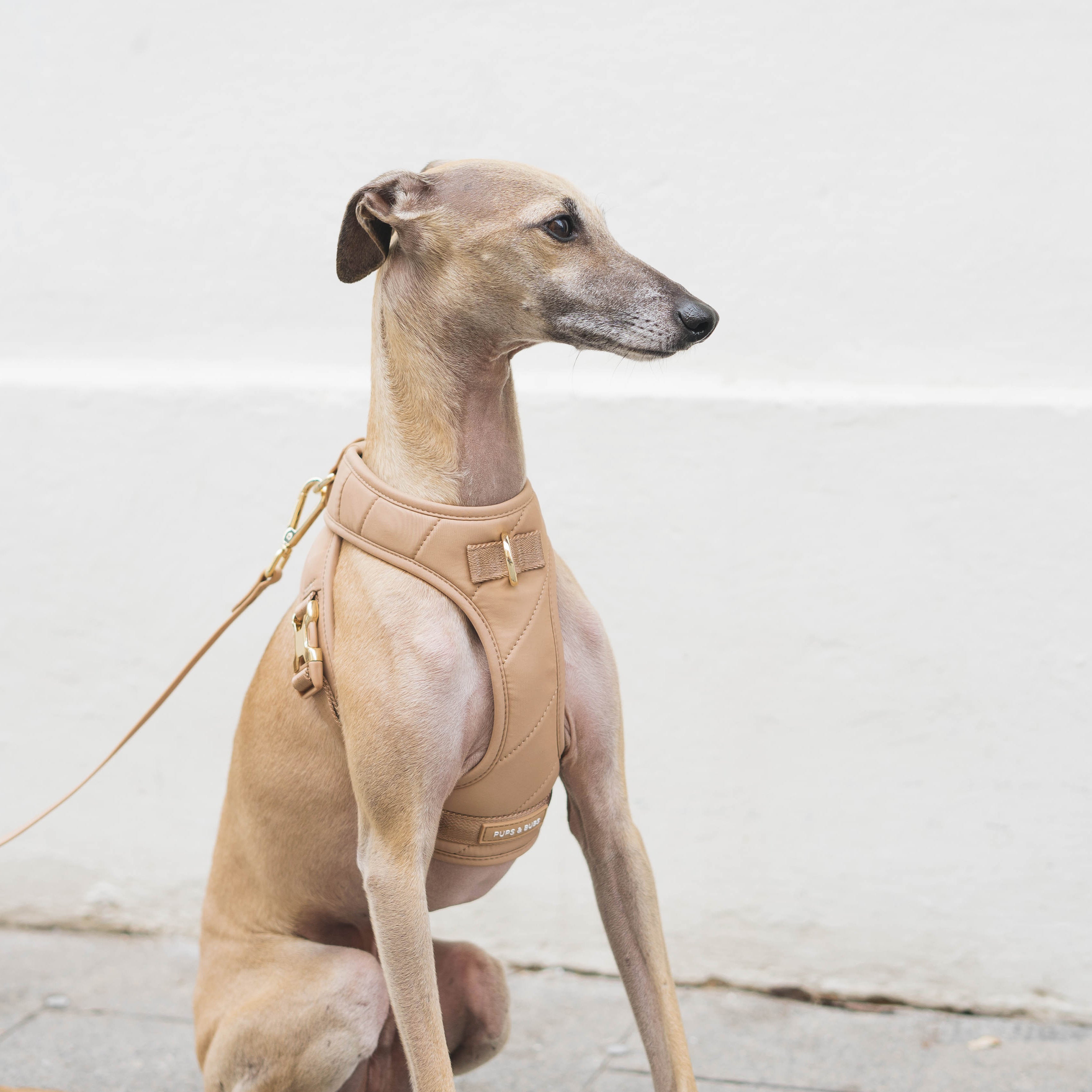 Roam Luxe Harness ベージュ