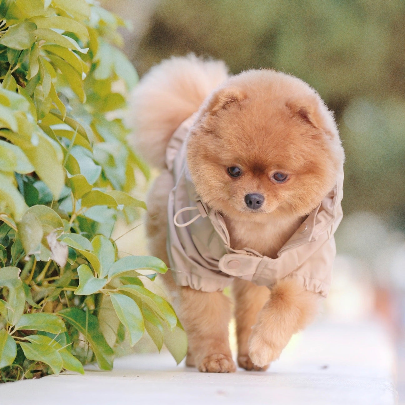 BROOKLYN Raincoat CAMEL