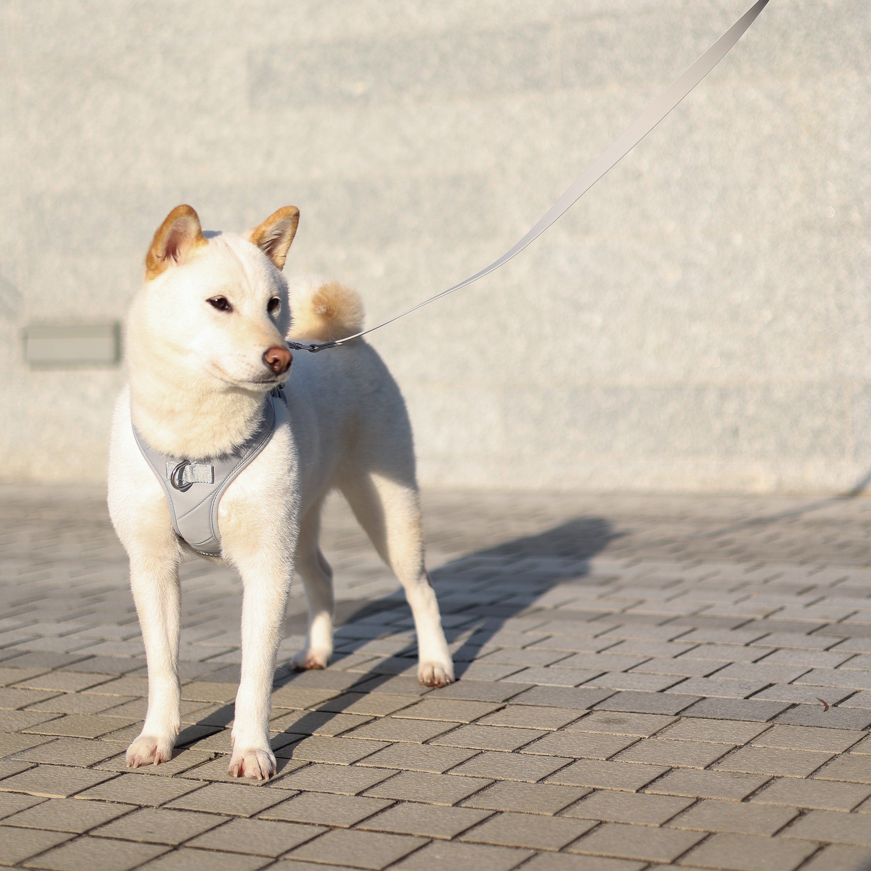 Roam Luxe Harness ライトグレー